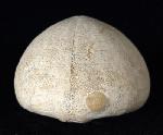 Echinocorys humilis LAMBERT 1903 - Bild © FossNet FossilienStore